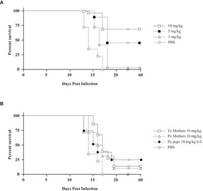 Chloroquine, an Anti-Malaria Drug as Effective Prevention for Hantavirus Infections